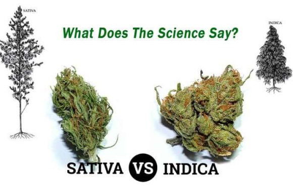 What’s The Difference Between Indica And Sativa? Find All Details Here!