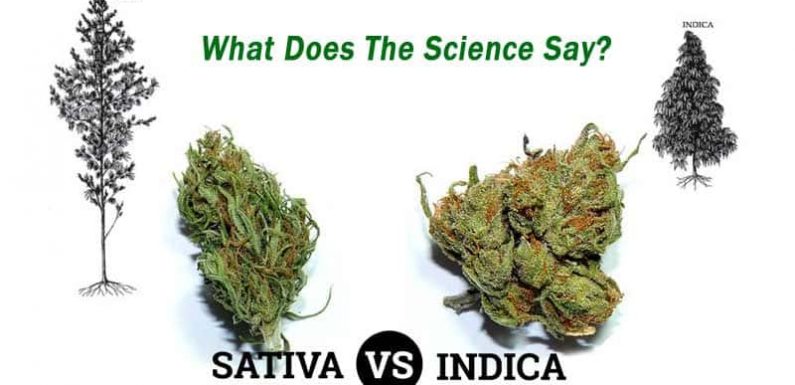 What’s The Difference Between Indica And Sativa? Find All Details Here!